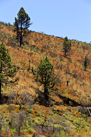 Mohnbl�ten am Cabeza de Vaca auf La Palma